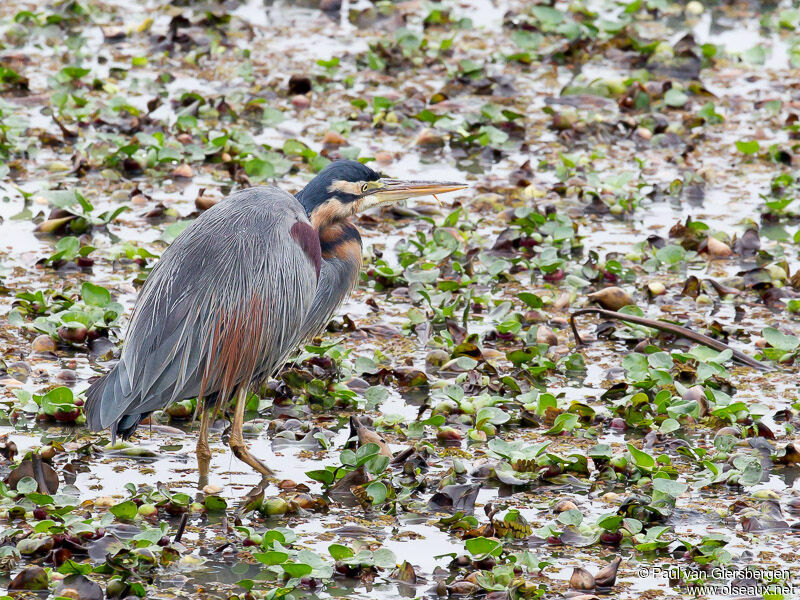 Purple Heron