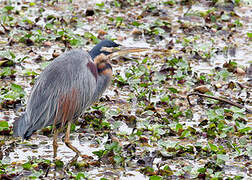 Purple Heron