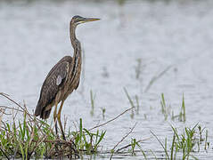 Purple Heron