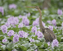 Purple Heron