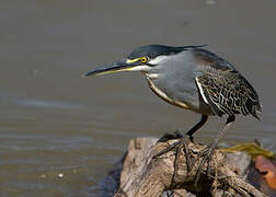 Striated Heron