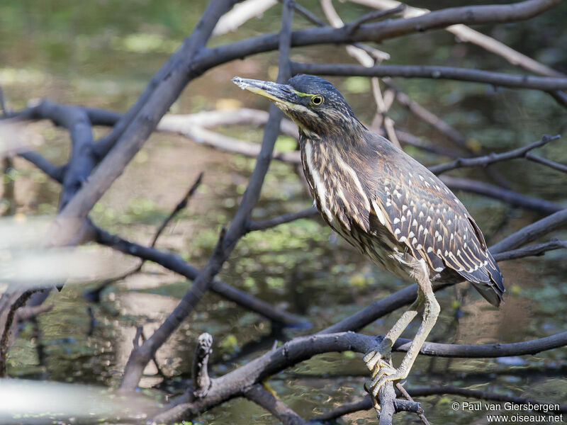 Striated Heron