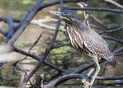 Striated Heron