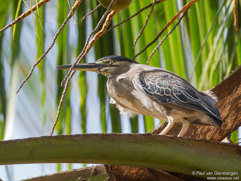 Striated Heron