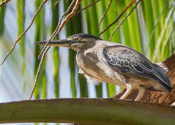 Striated Heron