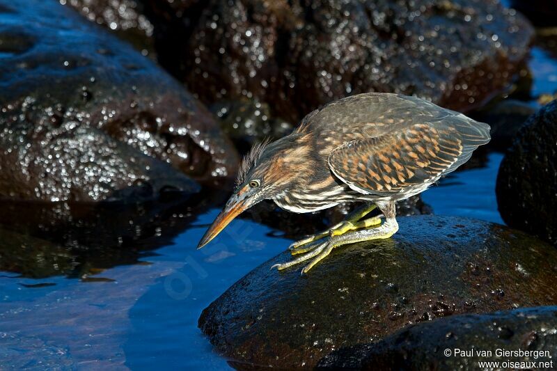 Striated Heron