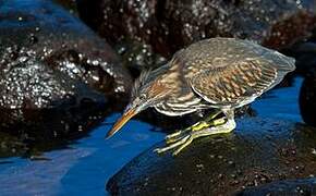 Striated Heron