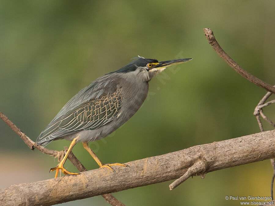 Striated Heronadult