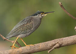 Striated Heron