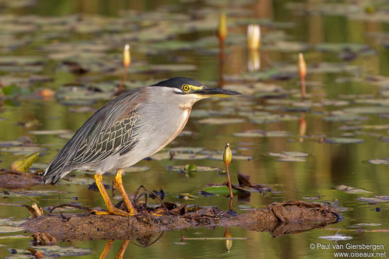 Striated Heron