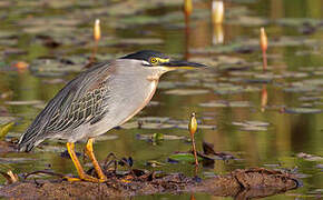 Striated Heron