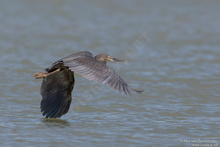 Great-billed Heronadult