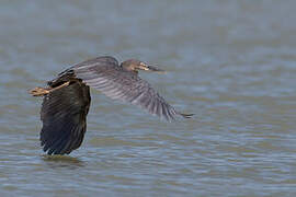 Great-billed Heron