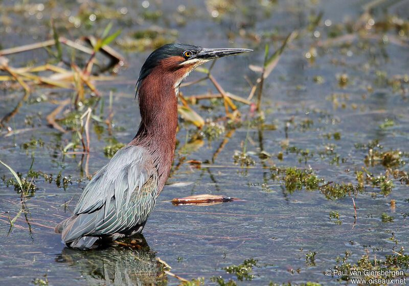 Green Heron