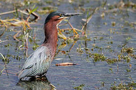 Green Heron