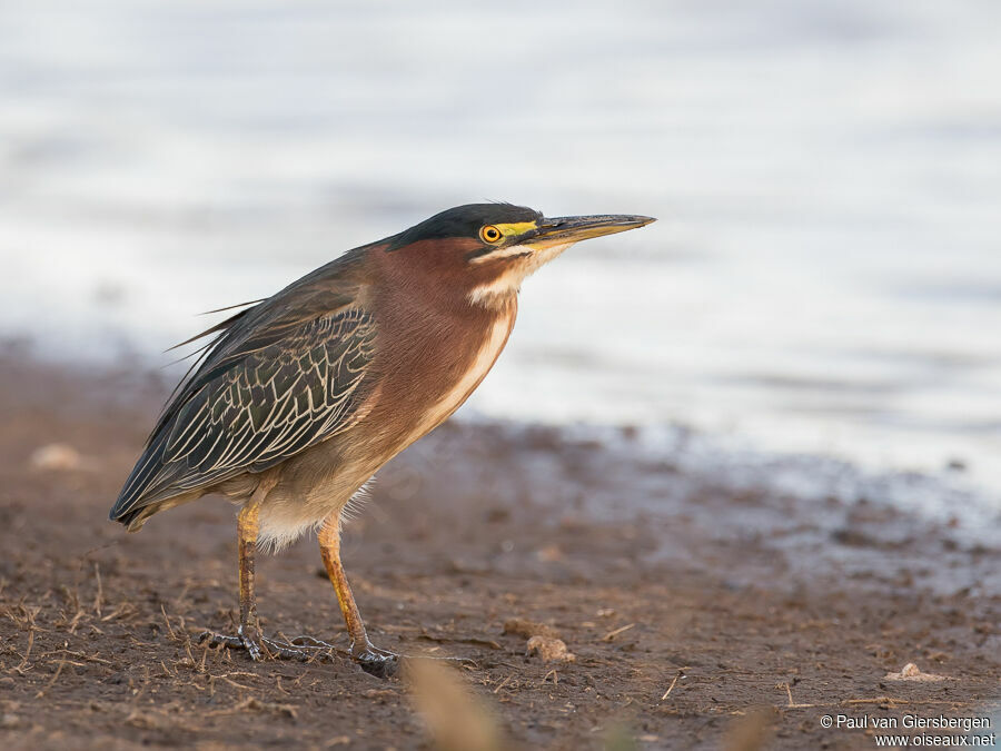 Green Heronadult