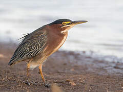 Green Heron