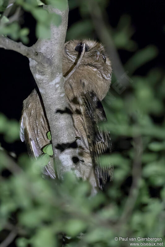 Hibou de la Jamaïqueadulte