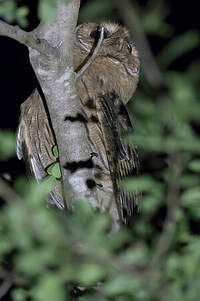 Hibou de la Jamaïque