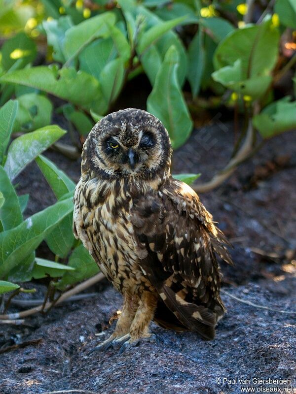 Hibou des marais