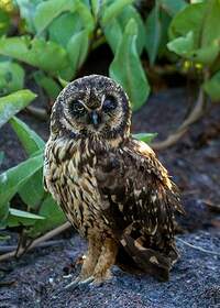 Hibou des marais