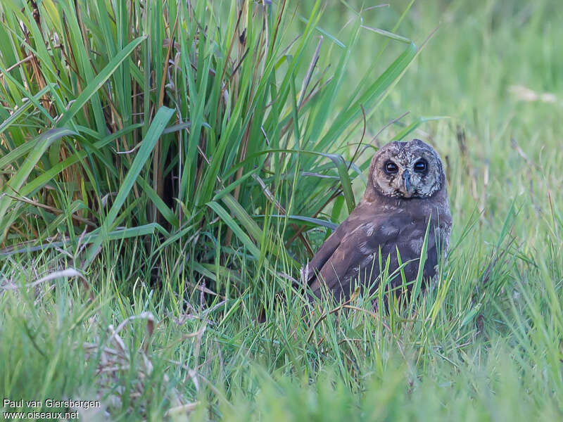 Hibou du Cap, habitat, Comportement