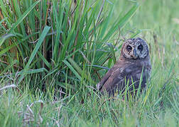 Marsh Owl