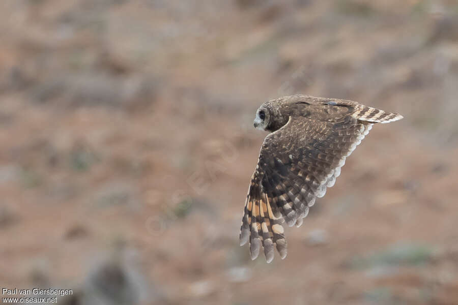 Marsh Owladult, pigmentation, Flight