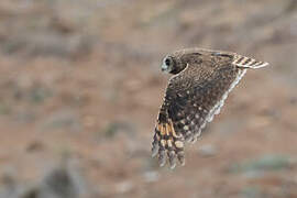 Marsh Owl