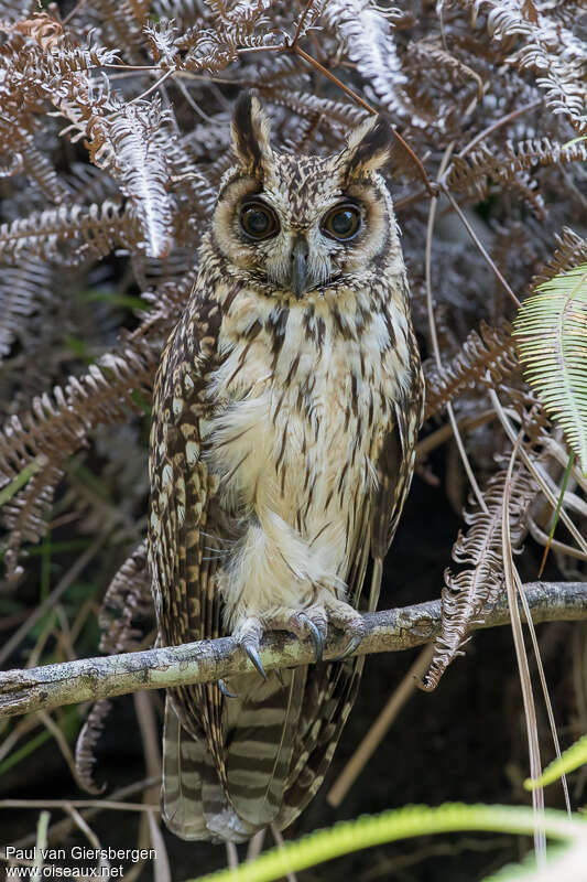 Madagascar Owladult, identification