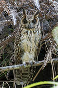 Madagascan Owl