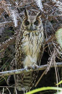 Hibou malgache