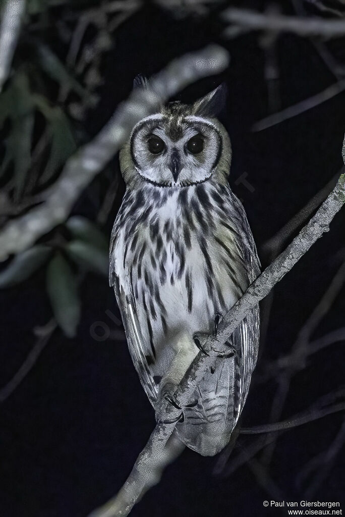 Striped Owladult