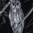 Hibou strié