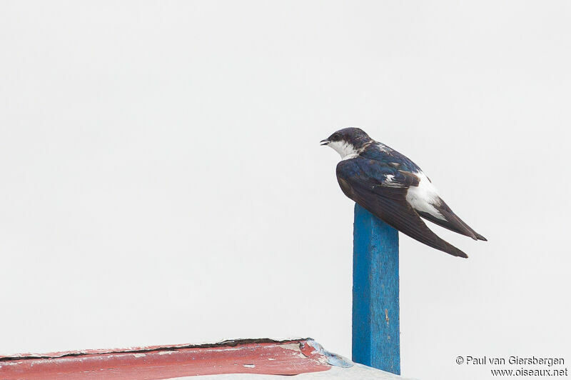 White-winged Swallow