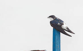 White-winged Swallow