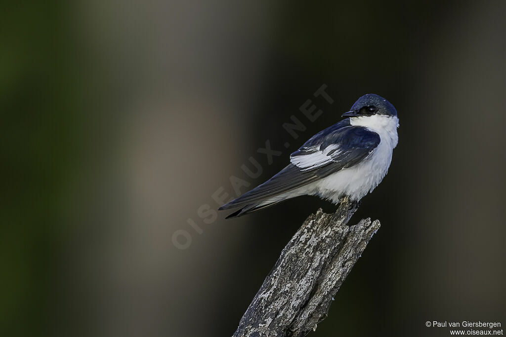 Hirondelle à ailes blanchesadulte