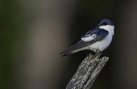 White-winged Swallow