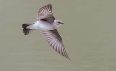 Hirondelle à ailes hérissées