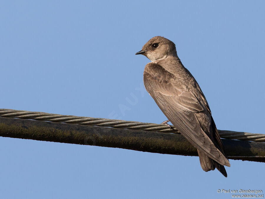 Northern Rough-winged Swallowadult