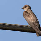 Hirondelle à ailes hérissées