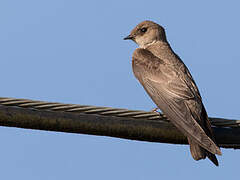 Northern Rough-winged Swallow