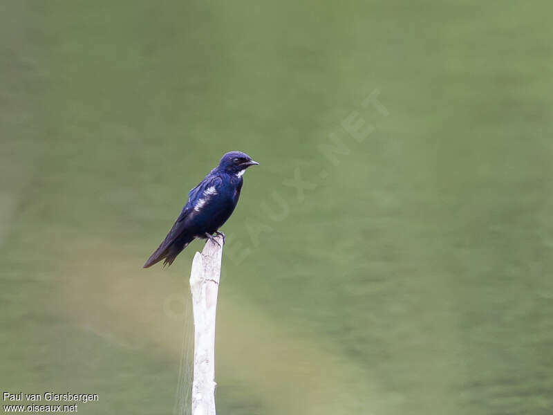 White-bibbed Swallowadult, pigmentation, Behaviour