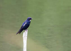 White-bibbed Swallow