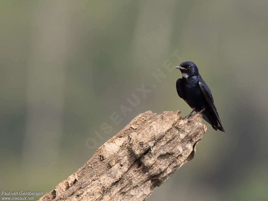 White-bibbed Swallowadult, pigmentation, Behaviour