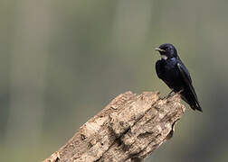 White-bibbed Swallow