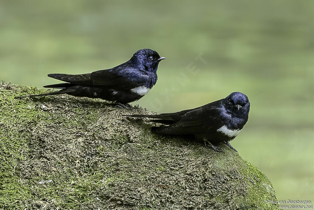 White-banded Swallowadult