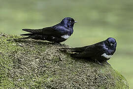 White-banded Swallow