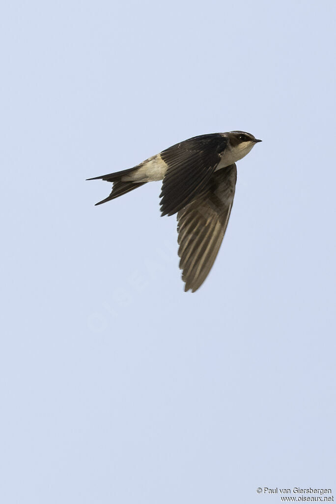 Grey-rumped Swallowadult