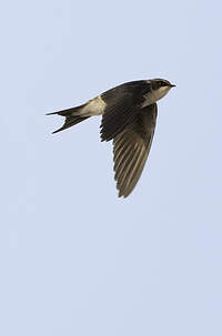 Hirondelle à croupion gris